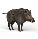Boar
