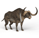 Buffalo