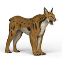 Lynx