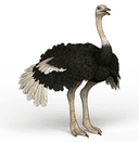Ostrich